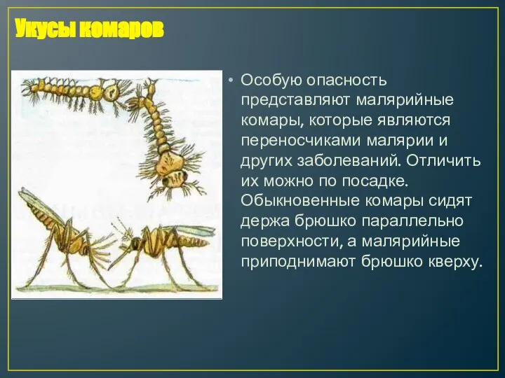 Особую опасность представляют малярийные комары, которые являются переносчиками малярии и других