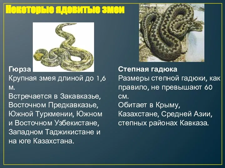 Гюрза Крупная змея длиной до 1,6 м. Встречается в Закавказье, Восточном