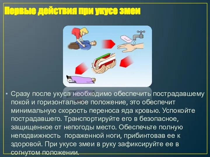 Сразу после укуса необходимо обеспечить пострадавшему покой и горизонтальное положение, это