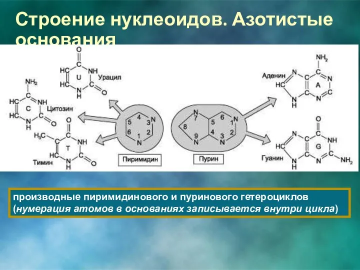 Строение нуклеоидов. Азотистые основания производные пиримидинового и пуринового гетероциклов (нумерация атомов в основаниях записывается внутри цикла)