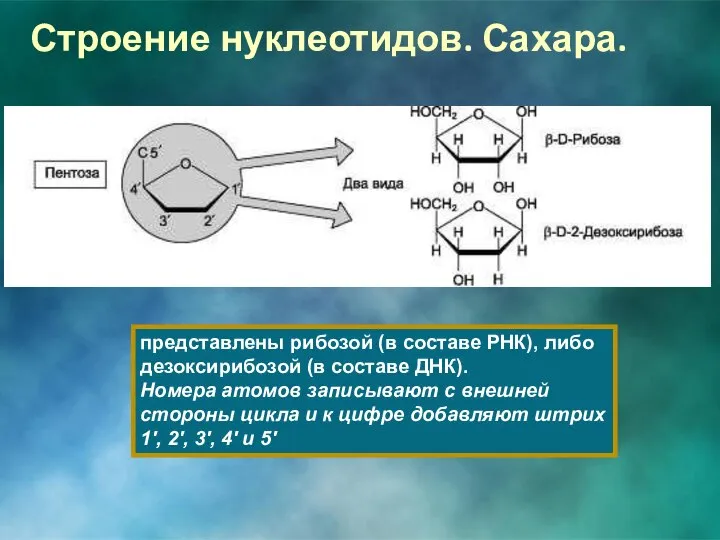 Строение нуклеотидов. Сахара. представлены рибозой (в составе РНК), либо дезоксирибозой (в