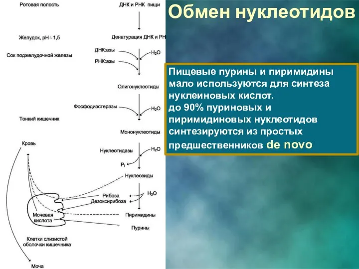 Обмен нуклеотидов Пищевые пурины и пиримидины мало используются для синтеза нуклеиновых