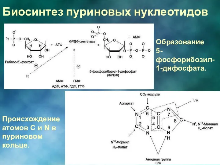 Биосинтез пуриновых нуклеотидов Образование 5-фосфорибозил-1-дифосфата. Происхождение атомов С и N в пуриновом кольце.