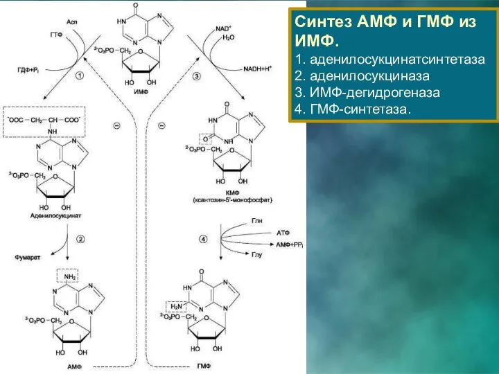 Синтез АМФ и ГМФ из ИМФ. 1. аденилосукцинатсинтетаза 2. аденилосукциназа 3. ИМФ-дегидрогеназа 4. ГМФ-синтетаза.