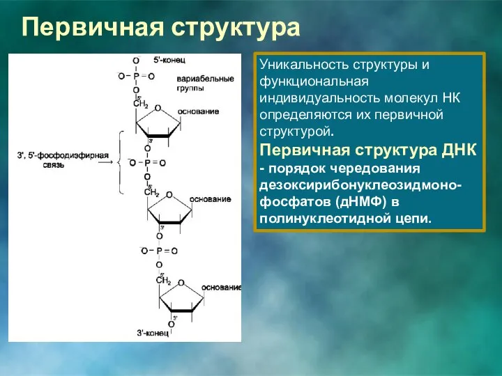 Первичная структура Уникальность структуры и функциональная индивидуальность молекул НК определяются их