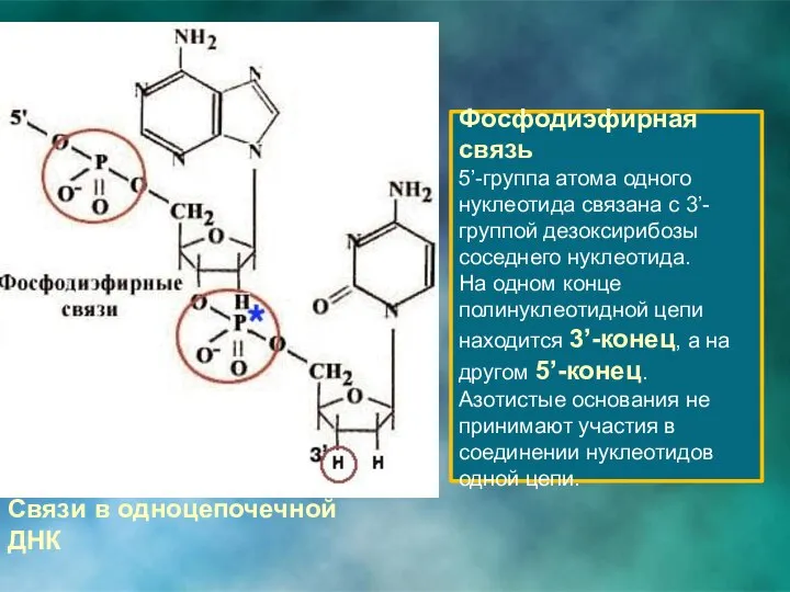 Связи в одноцепочечной ДНК Фосфодиэфирная связь 5’-группа атома одного нуклеотида связана