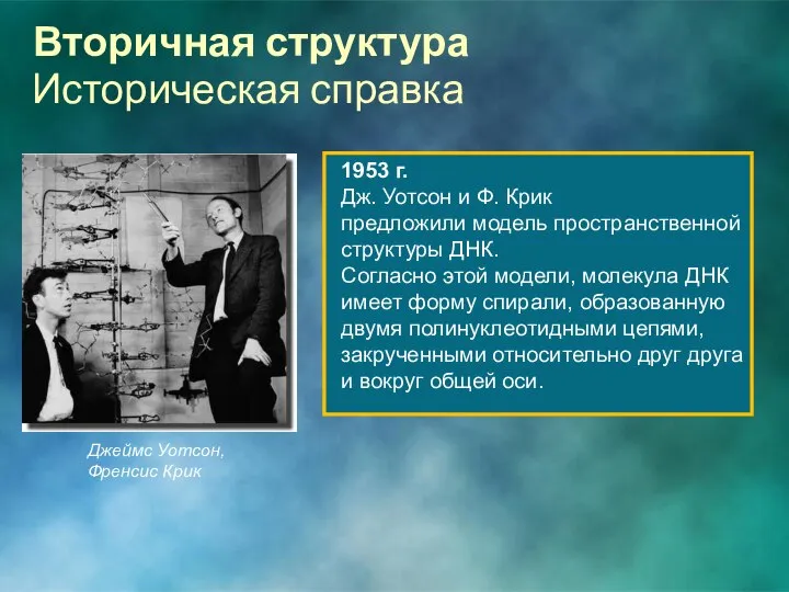 Вторичная структура 1953 г. Дж. Уотсон и Ф. Крик предложили модель