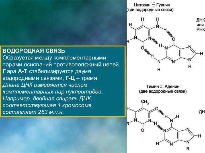 ВОДОРОДНАЯ СВЯЗЬ Образуется между комплементарными парами оснований противоположный цепей. Пара А-Т