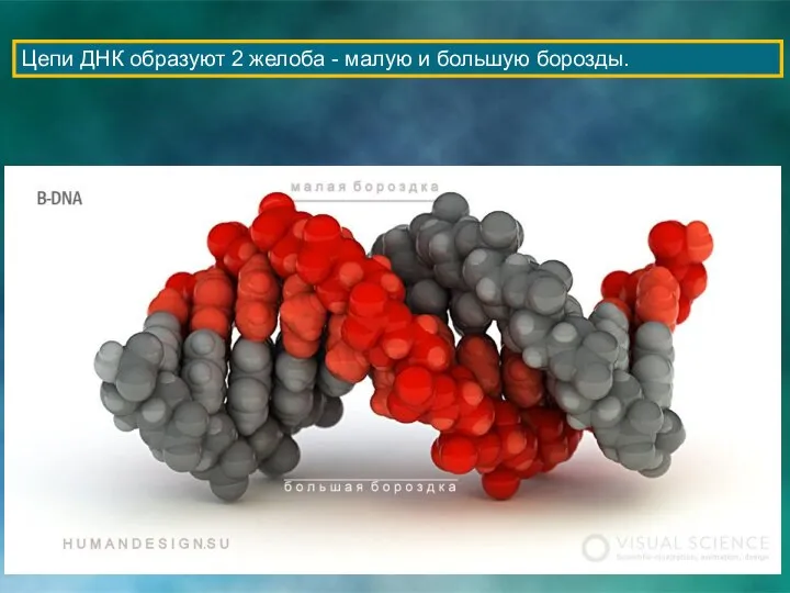 Цепи ДНК образуют 2 желоба - малую и большую борозды.