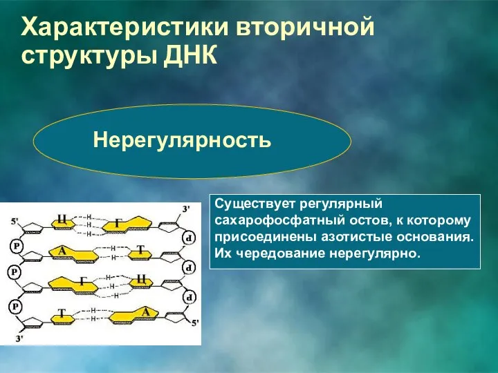 Характеристики вторичной структуры ДНК Нерегулярность Существует регулярный сахарофосфатный остов, к которому