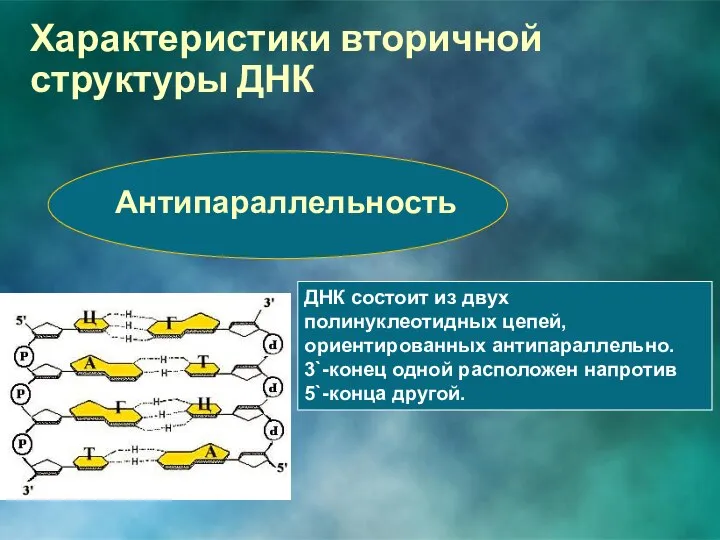 Антипараллельность ДНК состоит из двух полинуклеотидных цепей, ориентированных антипараллельно. 3`-конец одной