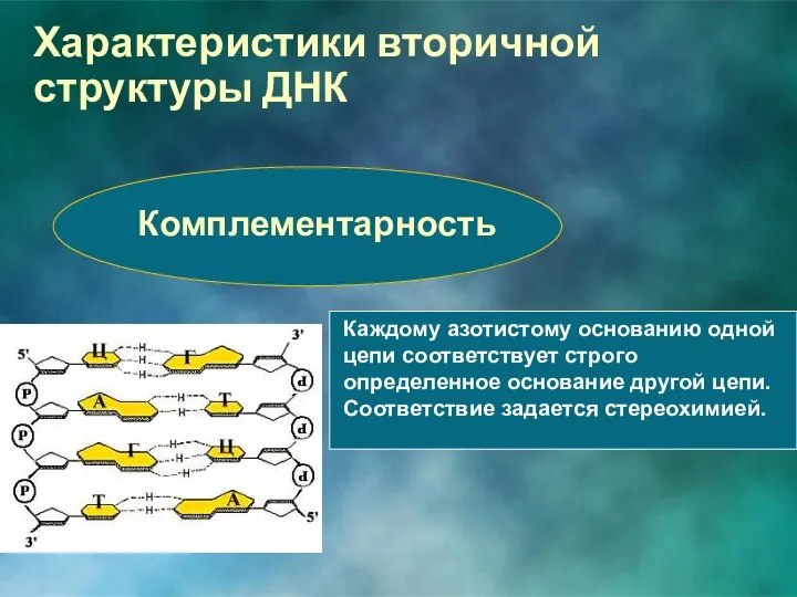 Комплементарность Каждому азотистому основанию одной цепи соответствует строго определенное основание другой