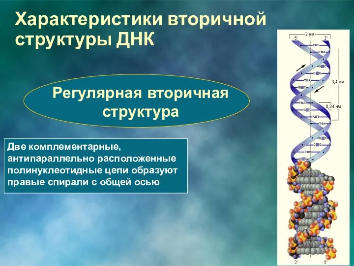 Регулярная вторичная структура Две комплементарные, антипараллельно расположенные полинуклеотидные цепи образуют правые