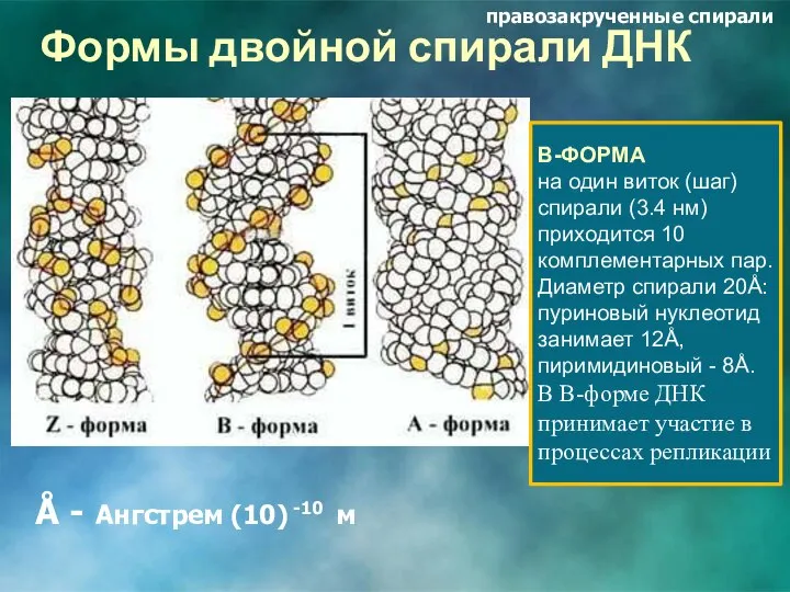 Формы двойной спирали ДНК Å - Ангстрем (10) -10 м В-ФОРМА