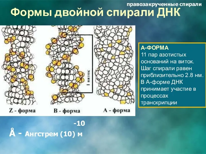 Формы двойной спирали ДНК -10 Å - Ангстрем (10) м А-ФОРМА