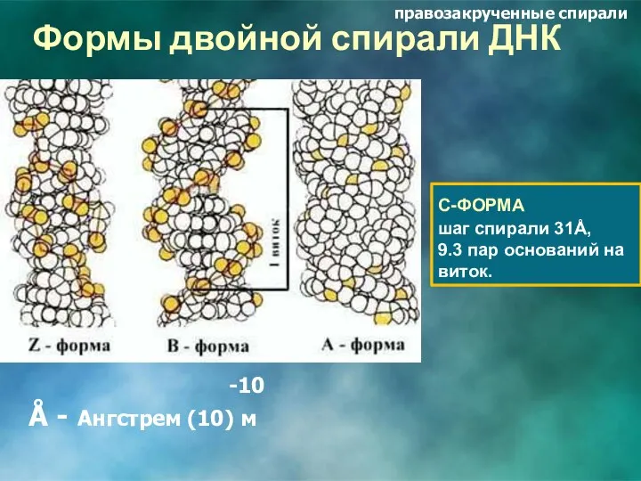 Формы двойной спирали ДНК -10 Å - Ангстрем (10) м С-ФОРМА