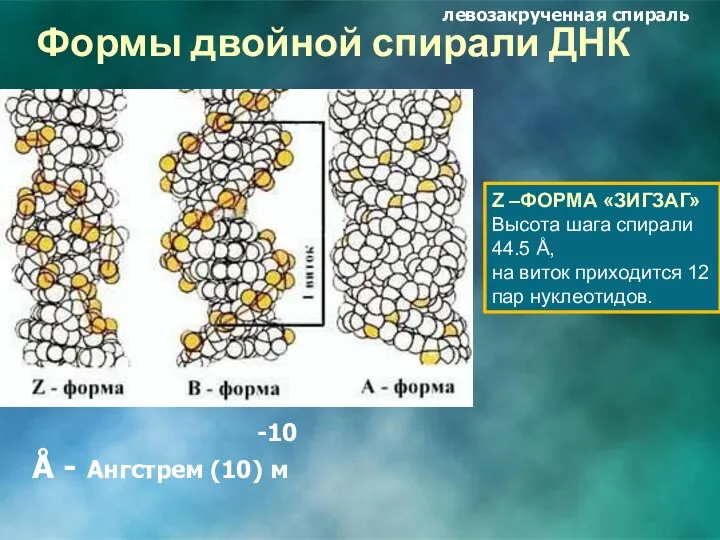 Формы двойной спирали ДНК -10 Å - Ангстрем (10) м Z