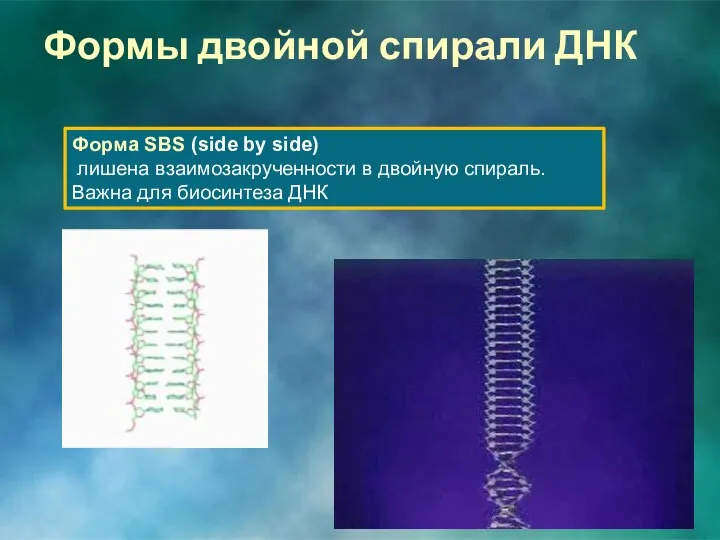 Форма SBS (side by side) лишена взаимозакрученности в двойную спираль. Важна