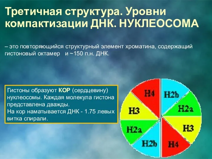 Третичная структура. Уровни компактизации ДНК. НУКЛЕОСОМА – это повторяющийся структурный элемент