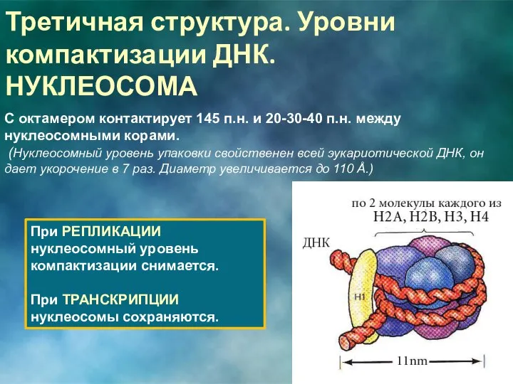 С октамером контактирует 145 п.н. и 20-30-40 п.н. между нуклеосомными корами.