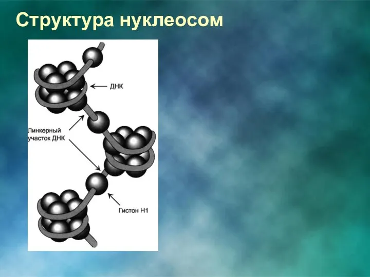 Структура нуклеосом