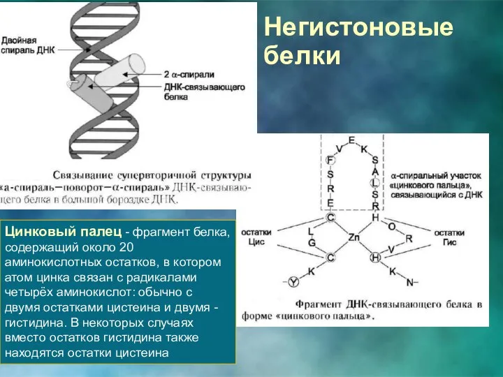 Негистоновые белки Цинковый палец - фрагмент белка, содержащий около 20 аминокислотных