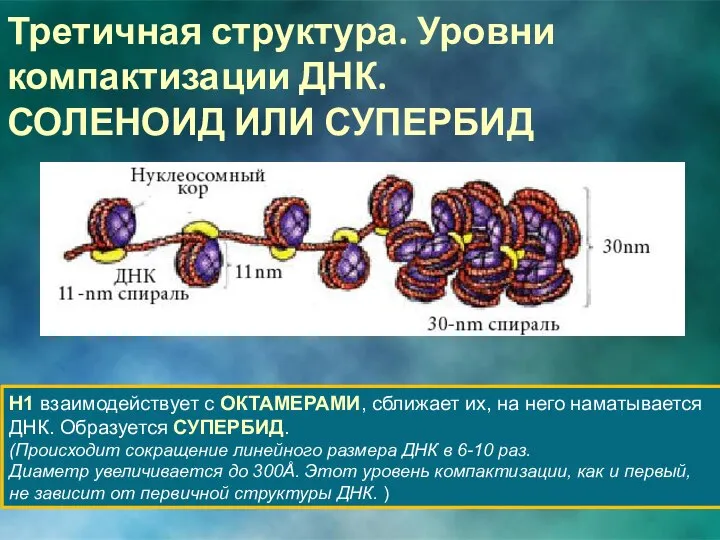 Н1 взаимодействует с ОКТАМЕРАМИ, сближает их, на него наматывается ДНК. Образуется