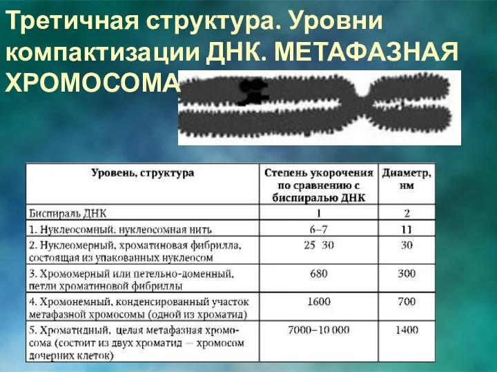 Третичная структура. Уровни компактизации ДНК. МЕТАФАЗНАЯ ХРОМОСОМА