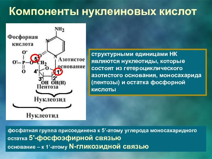 Компоненты нуклеиновых кислот структурными единицами НК являются нуклеотиды, которые состоят из