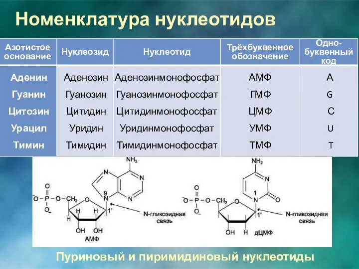 Номенклатура нуклеотидов Пуриновый и пиримидиновый нуклеотиды