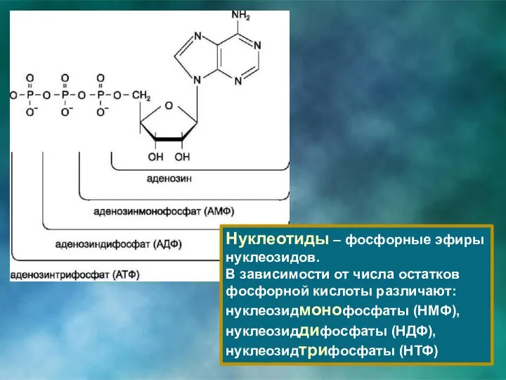 Нуклеотиды – фосфорные эфиры нуклеозидов. В зависимости от числа остатков фосфорной