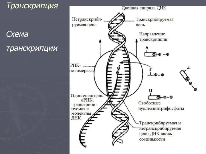 Транскрипция Схема транскрипции