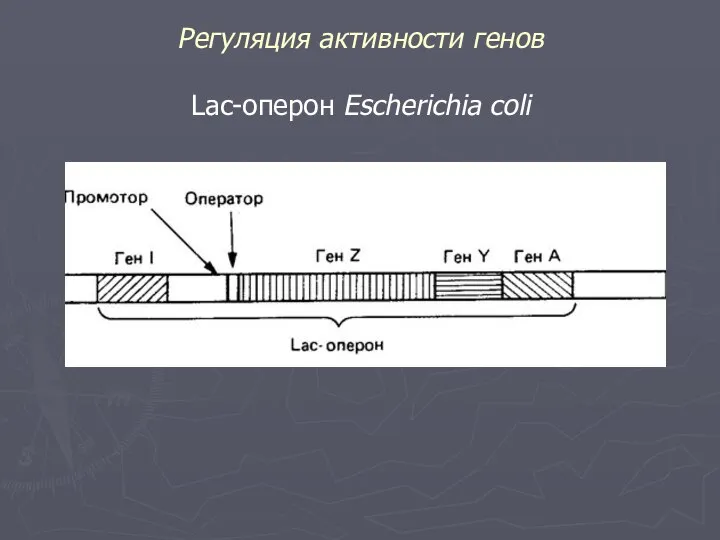 Регуляция активности генов Lac-оперон Escherichia coli