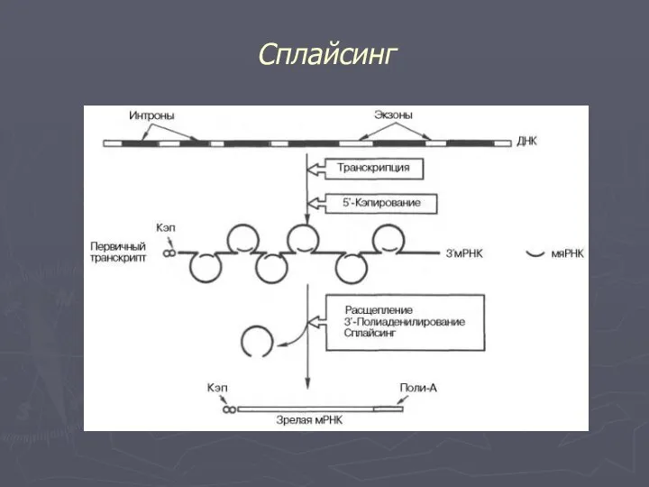 Cплайсинг