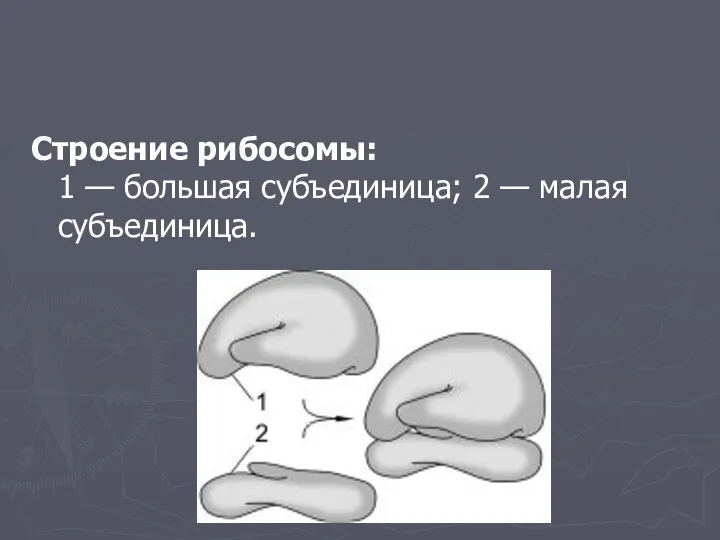 Строение рибосомы: 1 — большая субъединица; 2 — малая субъединица.