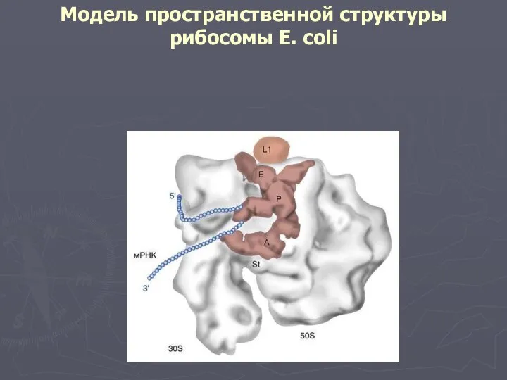 Модель пространственной структуры рибосомы E. coli Рис 1.18 пат Модель пространственной структуры рибосомы E. coli