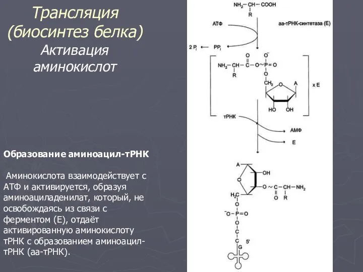 Трансляция (биосинтез белка) Активация аминокислот Образование аминоацил-тРНК Аминокислота взаимодействует с АТФ