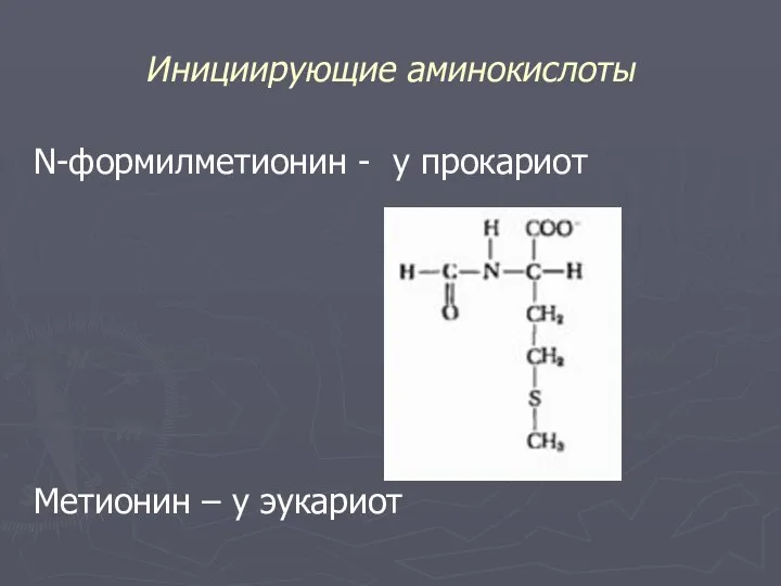 Инициирующие аминокислоты N-формилметионин - у прокариот Метионин – у эукариот