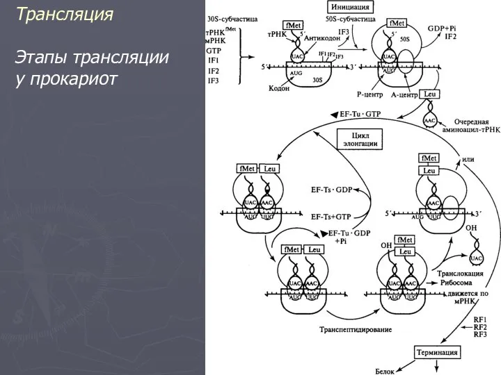 Трансляция Этапы трансляции у прокариот