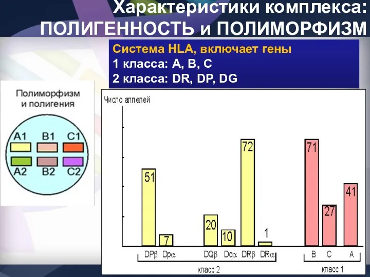 Характеристики комплекса: ПОЛИГЕННОСТЬ и ПОЛИМОРФИЗМ Система HLA, включает гены 1 класса: