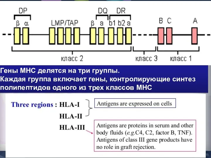 Гены MHC делятся на три группы. Каждая группа включает гены, контролирующие