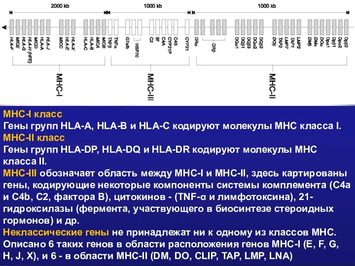 MHC-I класс Гены групп HLA-A, HLA-B и HLA-C кодируют молекулы MHC