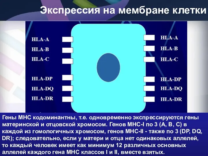 Экспрессия на мембране клетки Гены MHC кодоминантны, т.е. одновременно экспрессируются гены