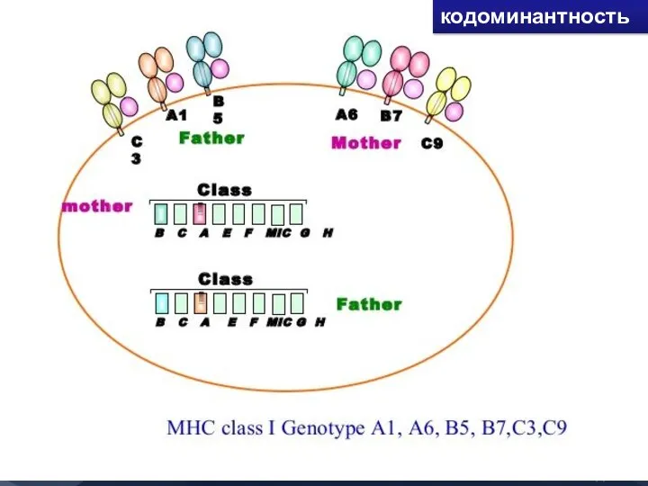 кодоминантность