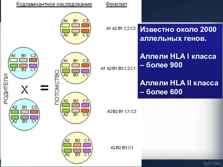 Известно около 2000 аллельных генов. Аллели HLA I класса – более