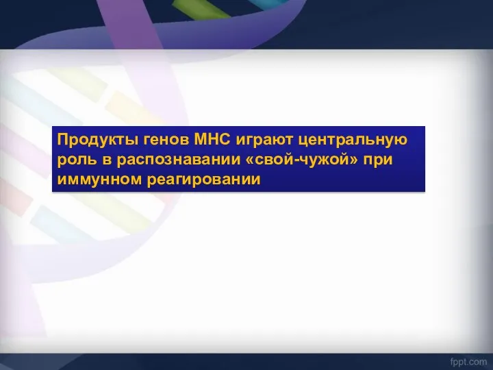 Продукты генов МНС играют центральную роль в распознавании «свой-чужой» при иммунном реагировании