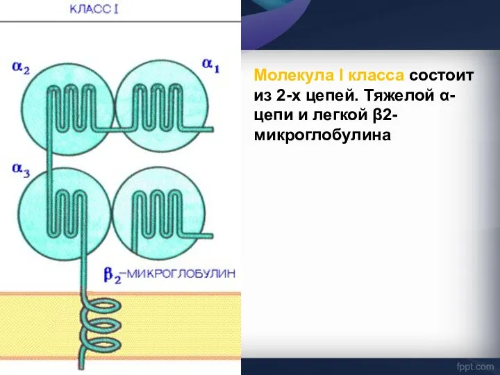 Молекула I класса состоит из 2-х цепей. Тяжелой α-цепи и легкой β2-микроглобулина