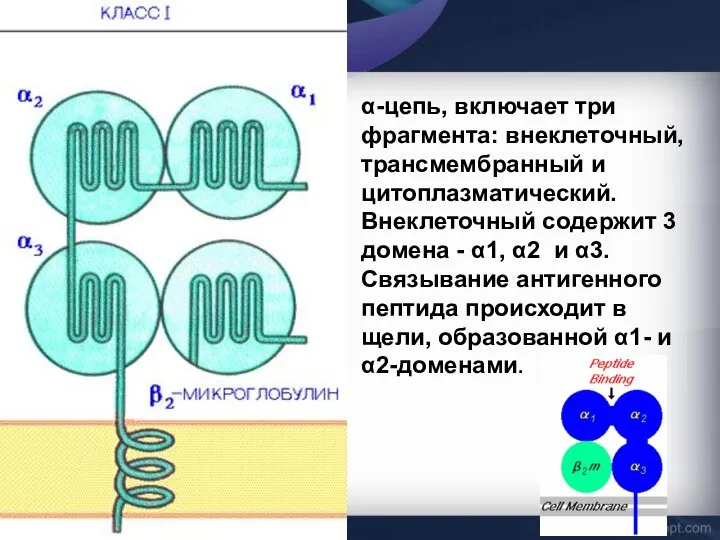 α-цепь, включает три фрагмента: внеклеточный, трансмембранный и цитоплазматический. Внеклеточный содержит 3