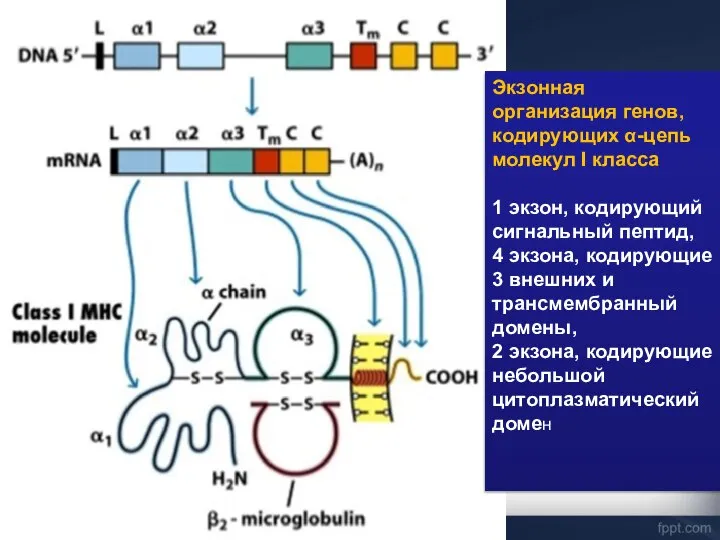 Экзонная организация генов, кодирующих α-цепь молекул I класса 1 экзон, кодирующий