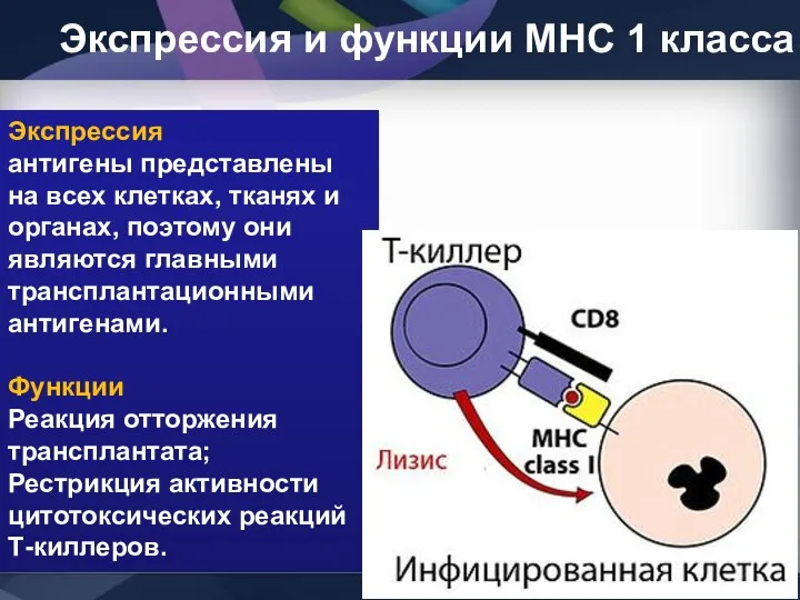 Экспрессия и функции МНС 1 класса Экспрессия антигены представлены на всех